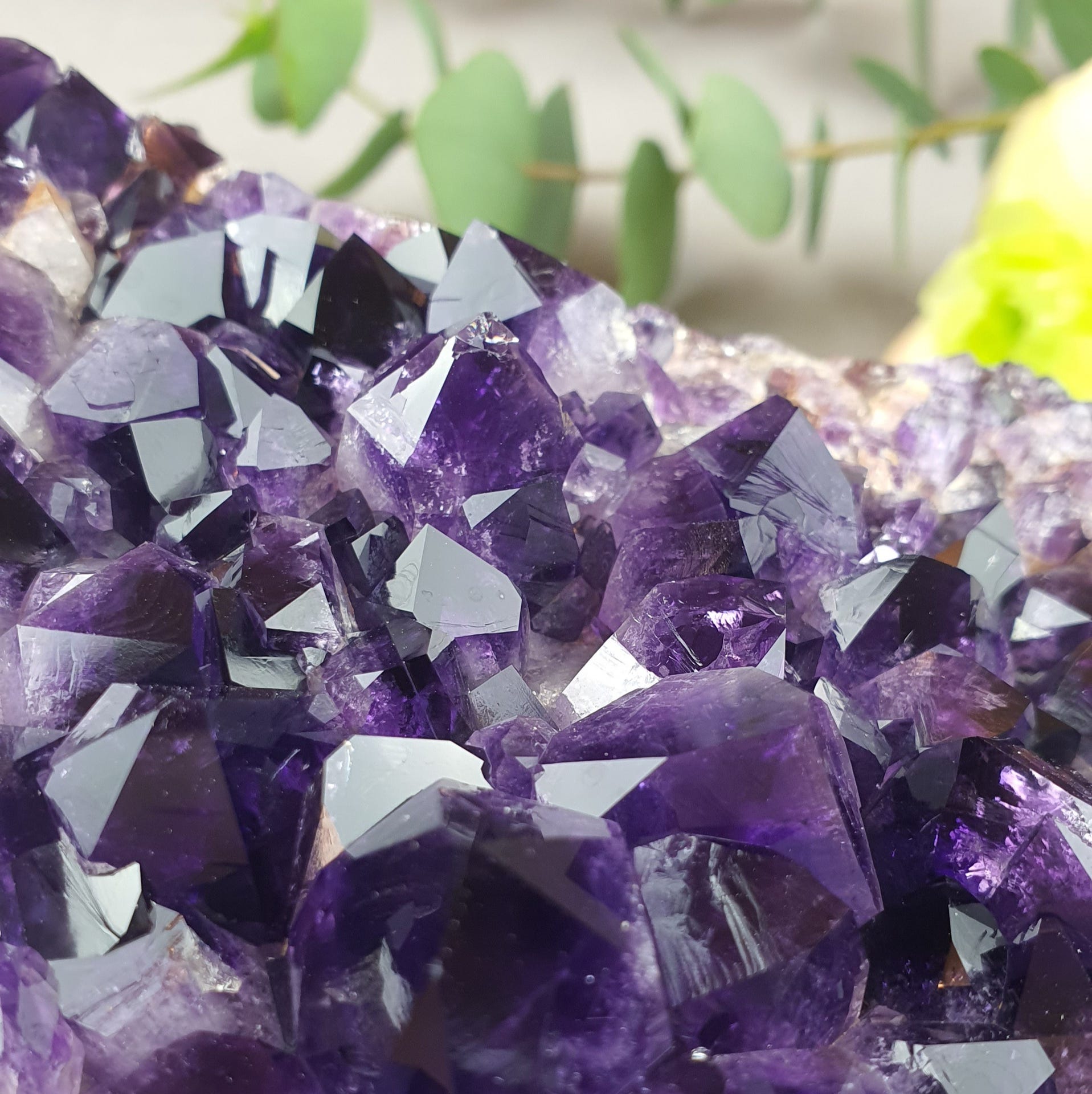 dunkelviolette Amethyst-Kristalle, im Hintergrund neongelbe Blüten